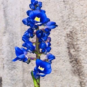 Meet your Posher, Isabella